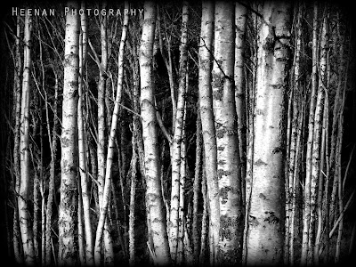 "Wood for the Trees" by Heenan Photography