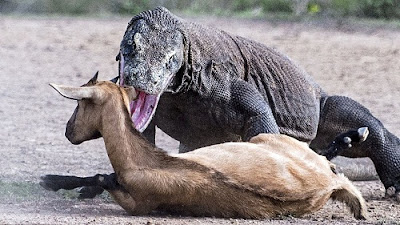 Komodo Attack