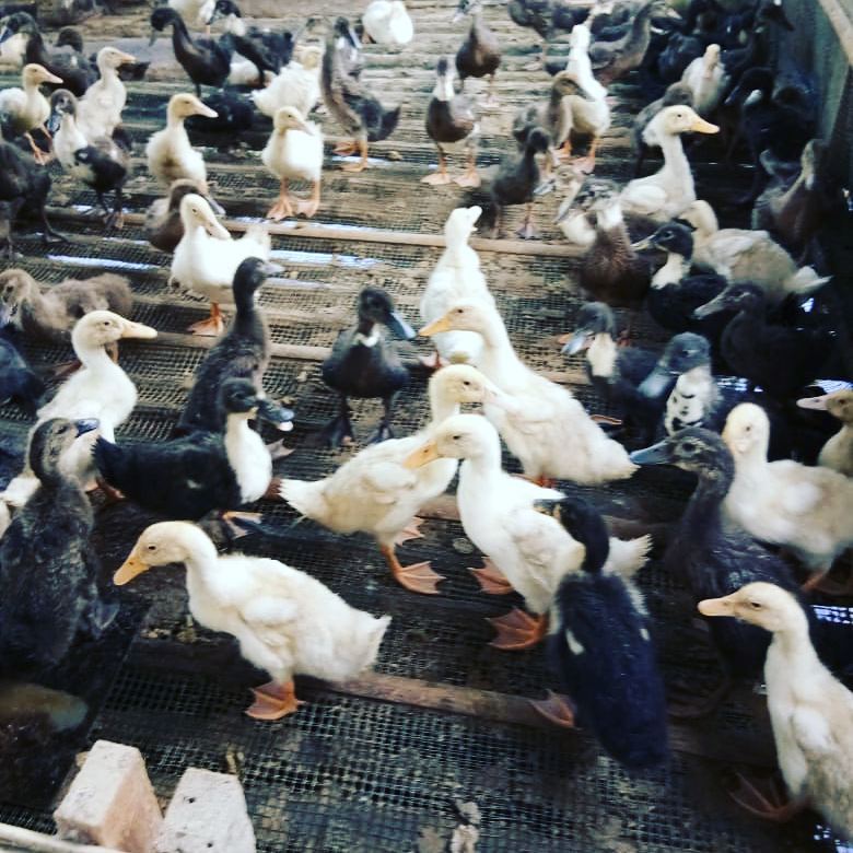 CV.SAHABAT TERNAK KEDIRI seputar harga bebek/itik siap CV.SAHABAT TERNAK KEDIRI seputar harga bebek/itik siap