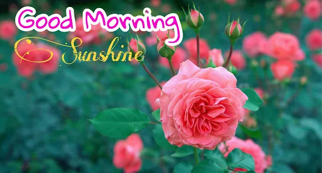 Good Morning Images With Pink Rose Flower