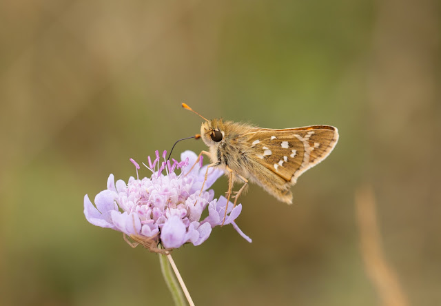 Silver-spotted Skipper - Oxfordshire