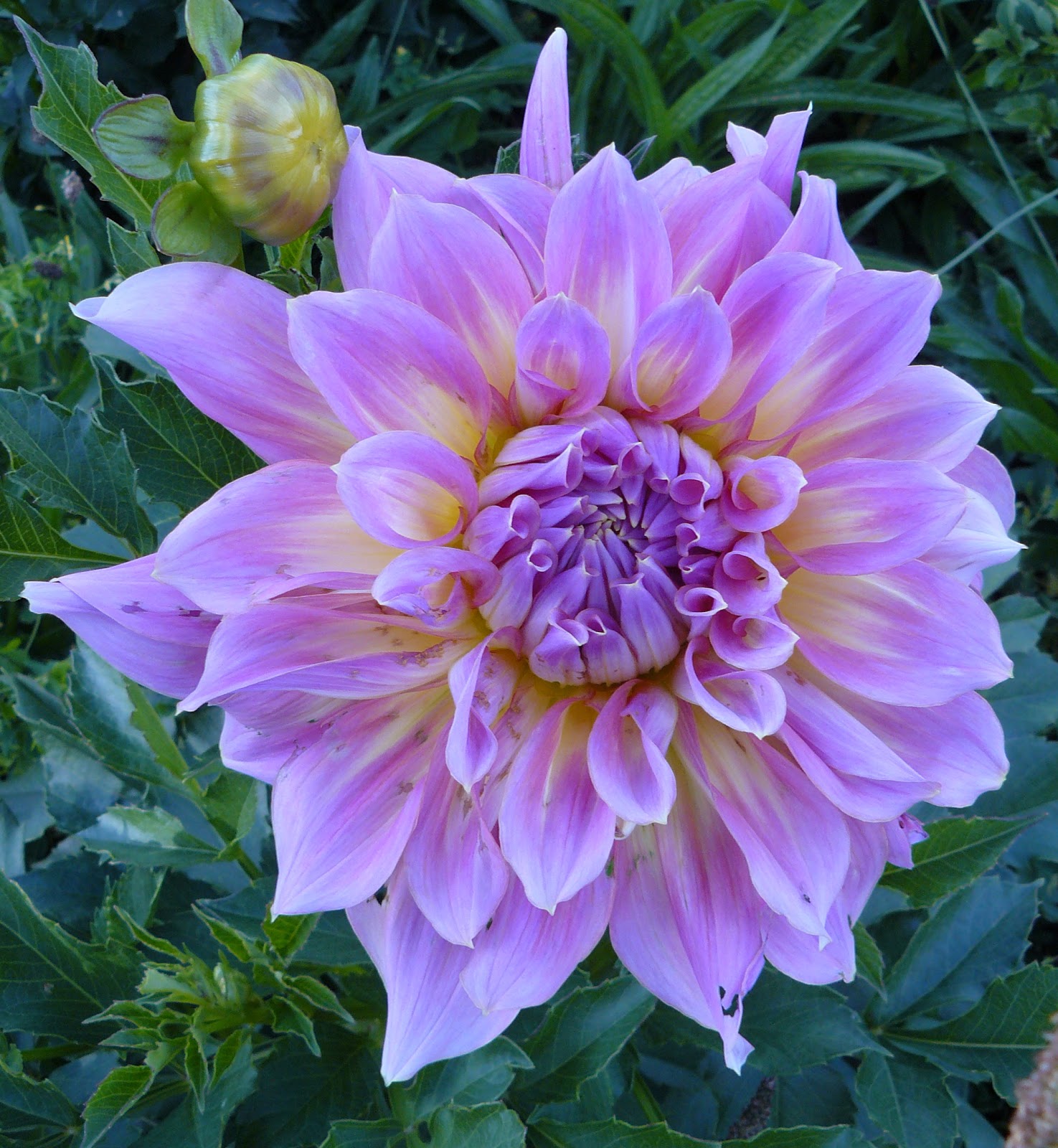 Clear Creek Dahlias Dahlia Gallery