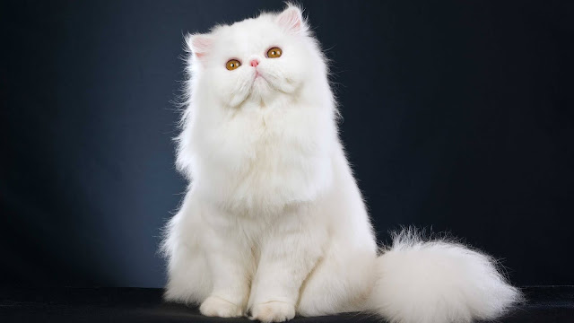 white cat wallpaper