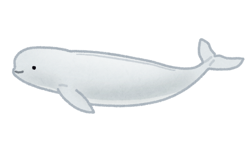 スナメリのイラスト 鯨 かわいいフリー素材集 いらすとや