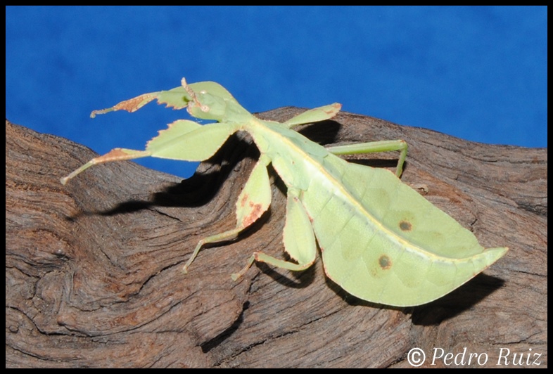 Ninfa macho L6 de Cryptophyllium westwoodii, 5 cm de longitud Ninfa macho L6 de Cryptophyllium westwoodii, 5 cm de longitud