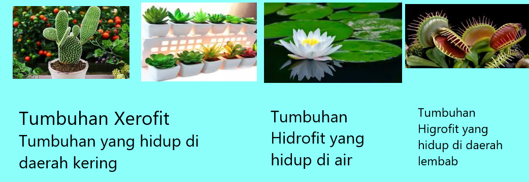 Tumbuhan xerofit hidup didaerah yang panas dan sedikit air untuk mendapatkan air tumbuhan