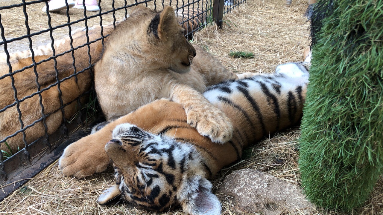 Парк львов тайган. Тайган львята асада и шерхан и симба. Король лев муфаса и шрам. Шерхан король лев. Муфаса смерть.
