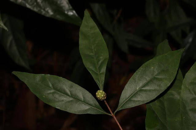 Morinda persicifolia