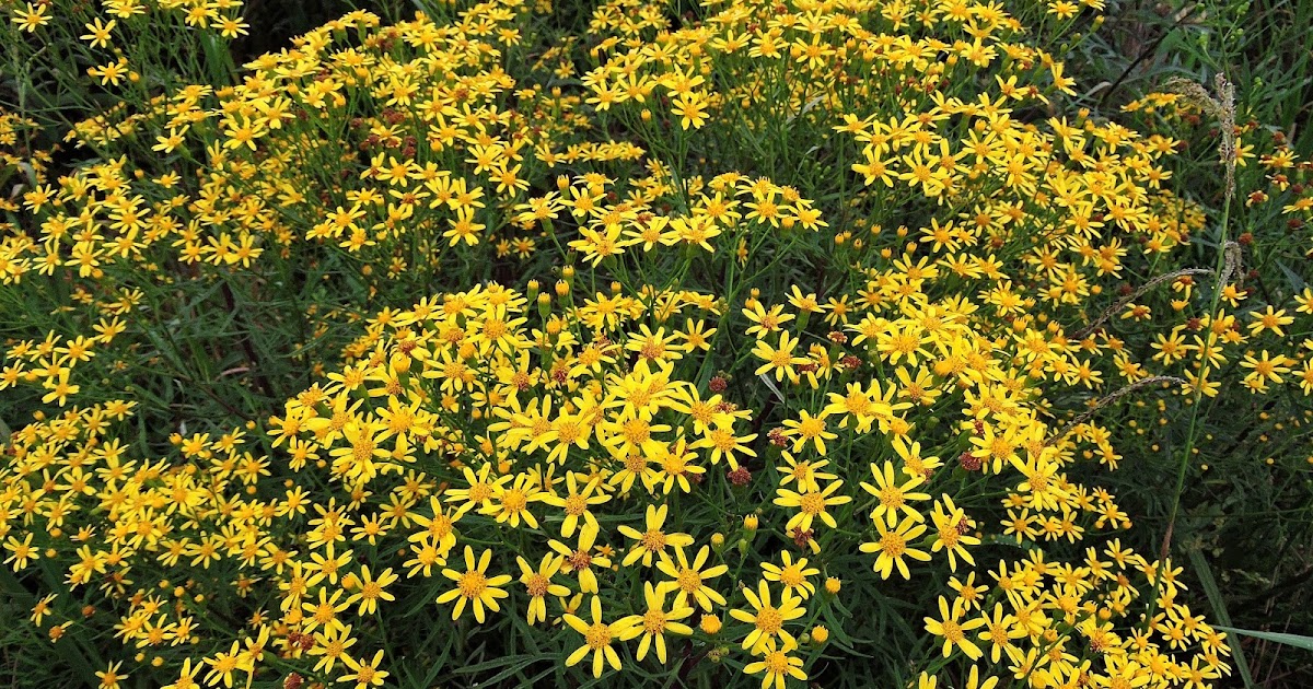 BUTZKE AGRÍCOLA E FLORESTAL TAIÓ/SC Senecio brasiliensis (Flordas