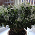 Place This Plant Inside Your Home To Attract Money and Positive Vibes