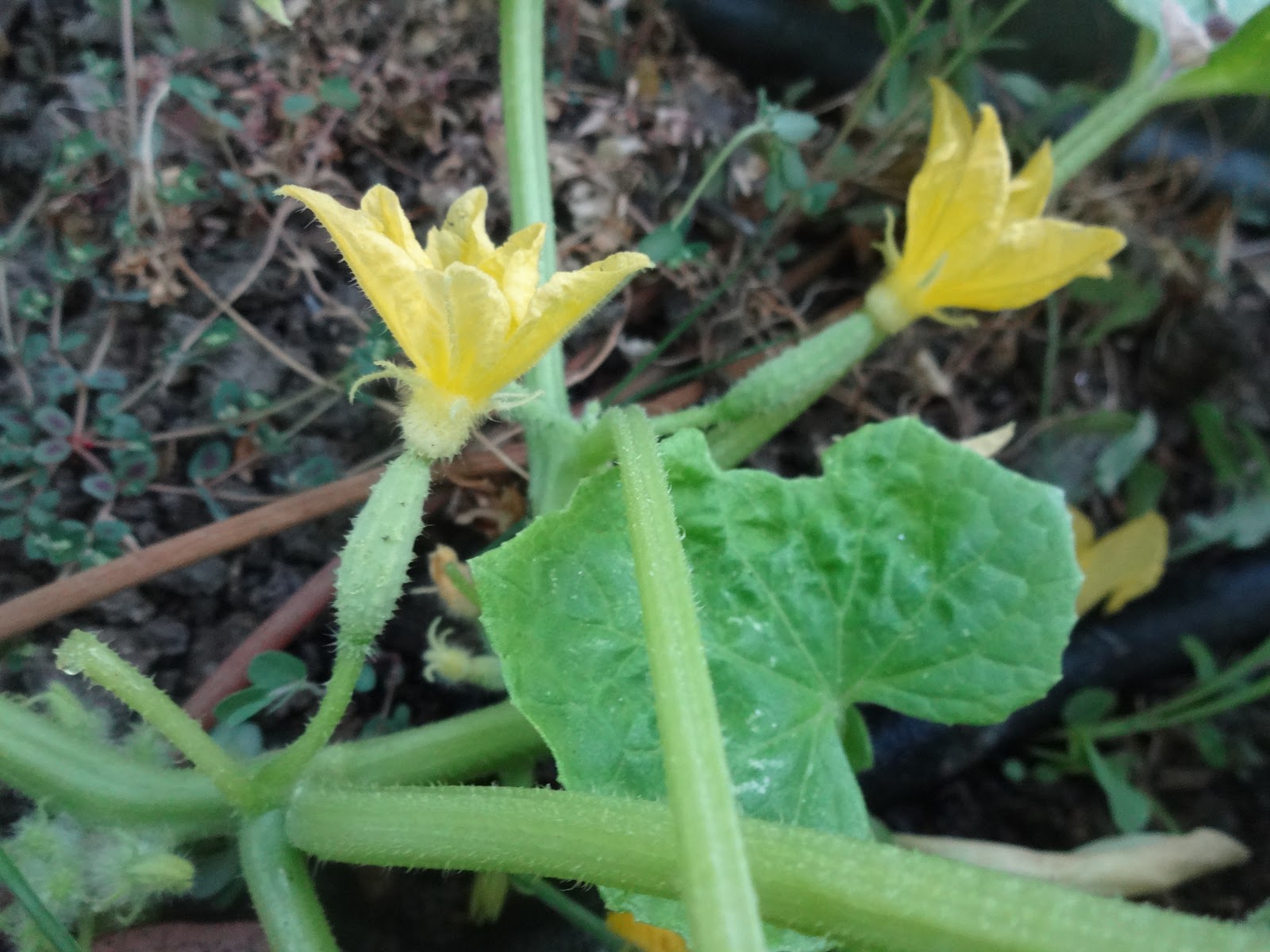 The Scientific Gardener Northern Pickling Cucumber