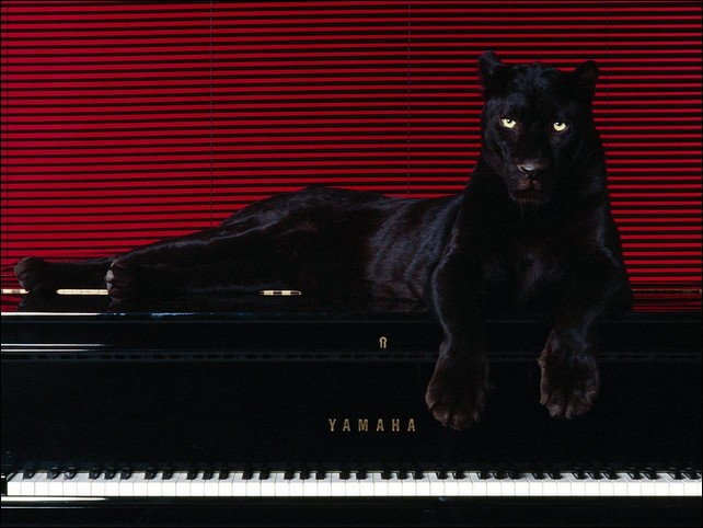 Чёрная пантера (17 фото) black panther