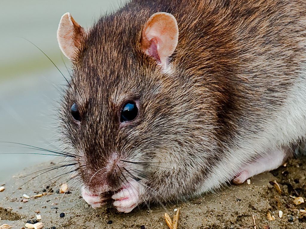 Avon Pest Control Blog If you suspect you have a rat infestation at