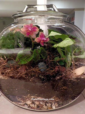 PlantPostings: A terrarium for every room