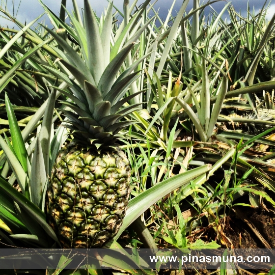 Costa Rica Pineapple Plantation Tour Costa Rica Pineapple Plantation Tour