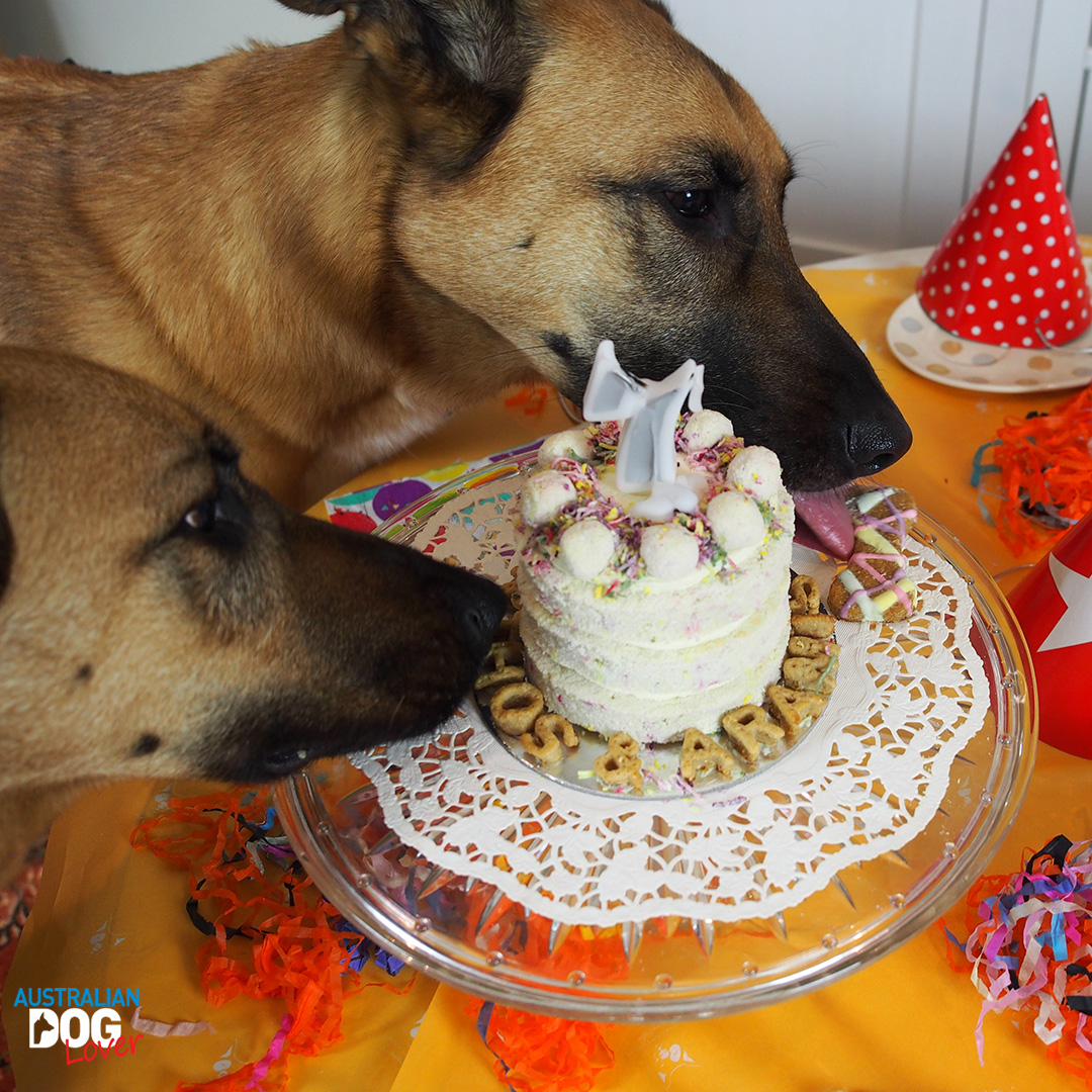 Pooch Cakes: Dog Birthday Cakes & Treats | Australian Dog Lover