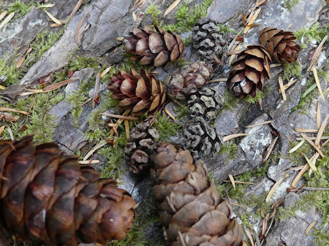 selection of cones arranged on a log