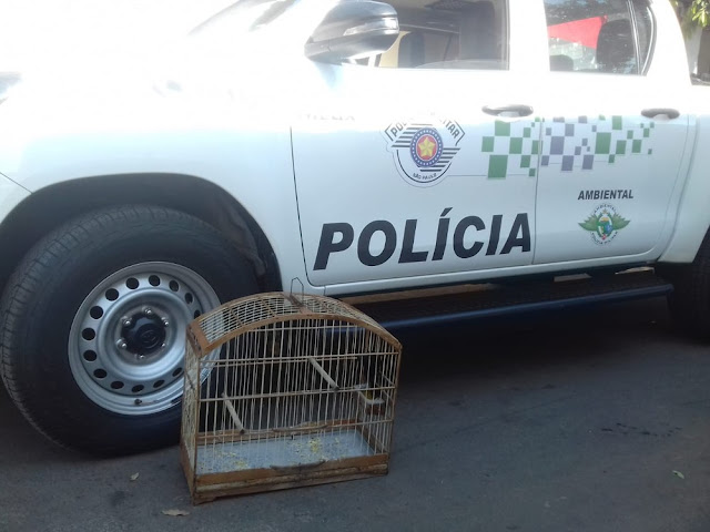Polícia Ambiental resgata aves silvestres mantidas irregularmente em cativeiros em cidades do Oeste Paulista Polícia Ambiental resgata aves silvestres mantidas irregularmente em cativeiros em cidades do Oeste Paulista