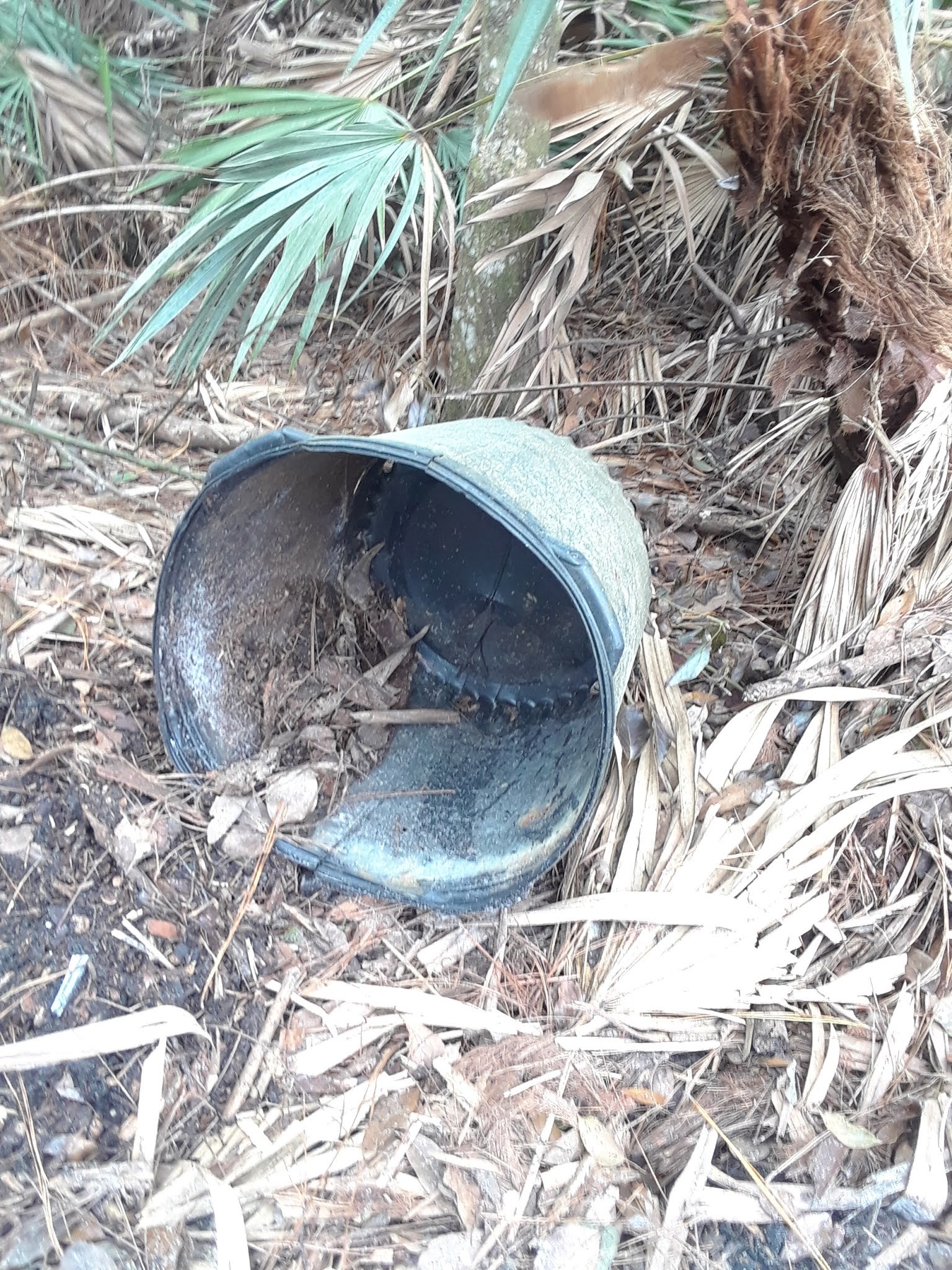 Where To Find Free Nursery Pots and Planters