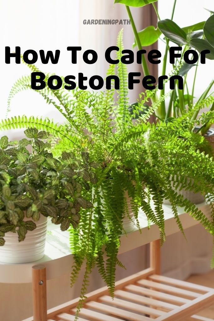 Boston Fern Care How To Care For Boston Fern