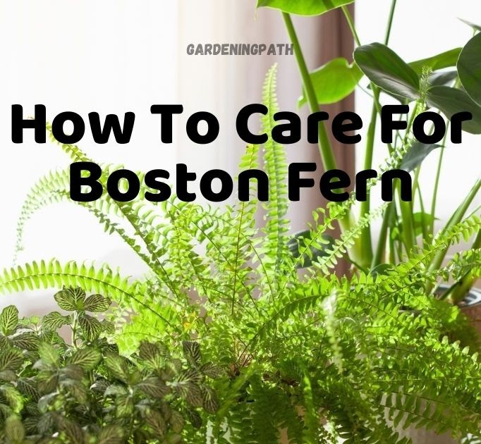 Boston Fern Care How To Care For Boston Fern