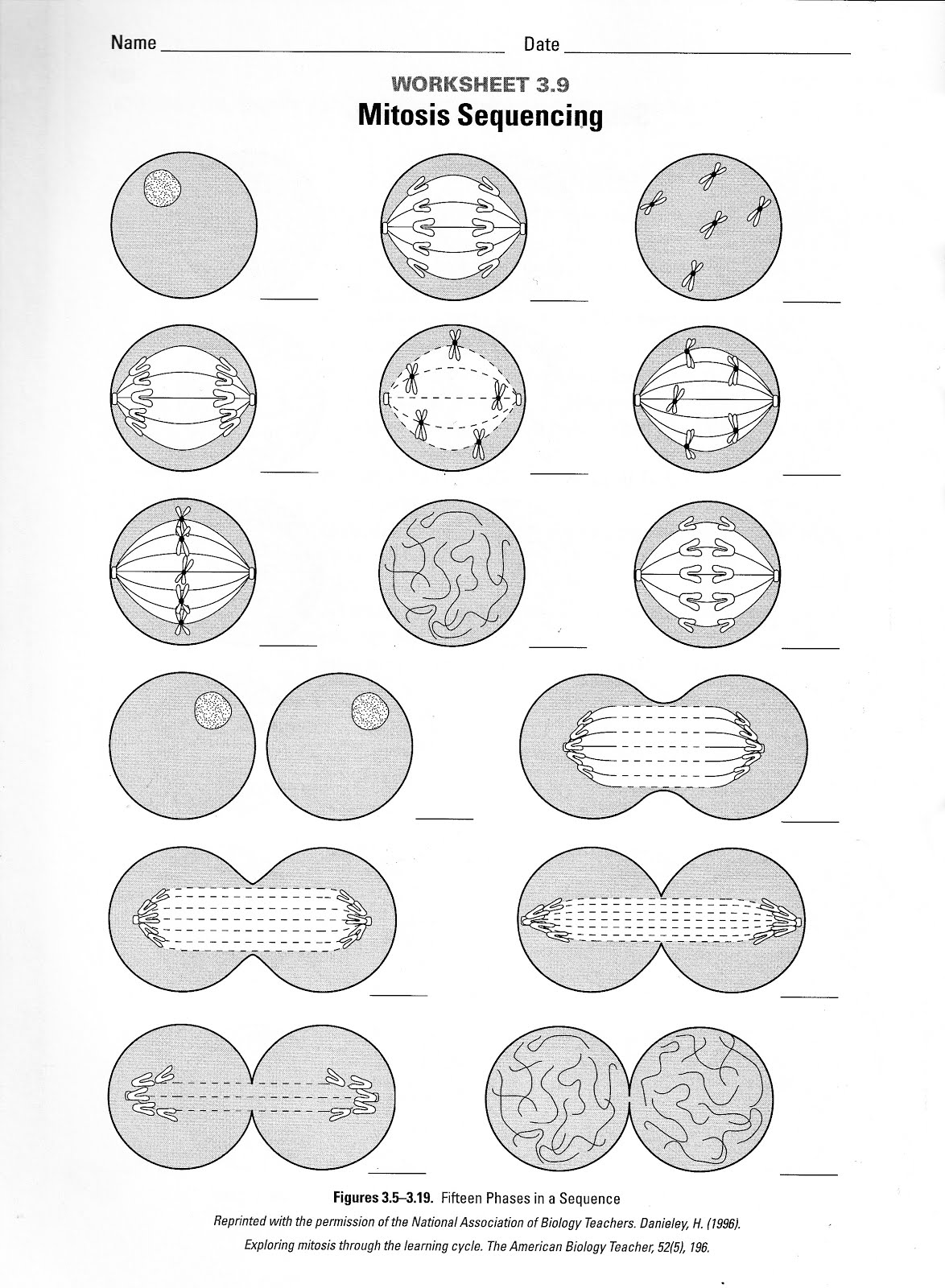 Ison Biology: Mitosis Sequencing