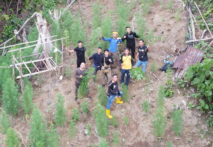 Polisi Temukan Ladang Ganja Seluas Satu Hektare di Muratara