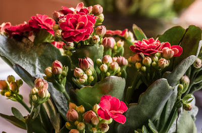 Kalanchoe plant - Widow's-thrill care and culture