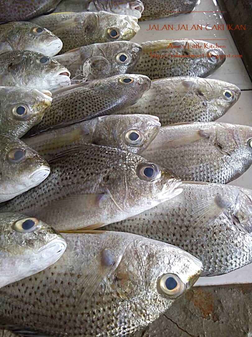 Amie S Little Kitchen Memburu Ikan Segar Di Kala Petang Amie S Little Kitchen Memburu Ikan Segar Di Kala Petang