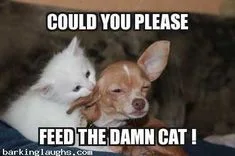 Top 5 funny chihuahua faces: a list of your 5 favorite chihuahua facesTumblr