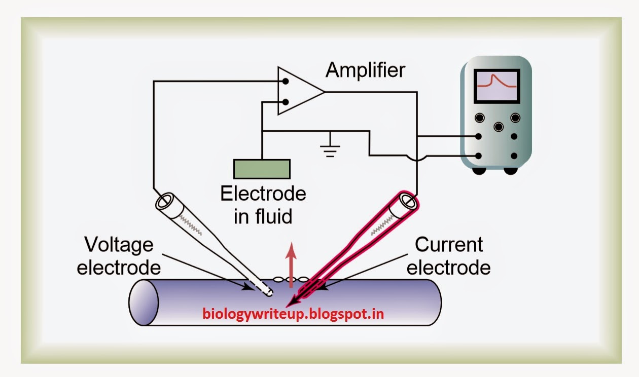 BIOLOGY WRITEUP BIOLOGY ARTICLES VOLTAGE CLAMP or PATCH CLAMP