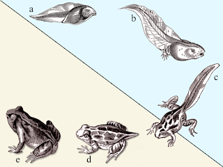 Kurbağa metamorfozunun farklı evrelerini açıklayan çizim