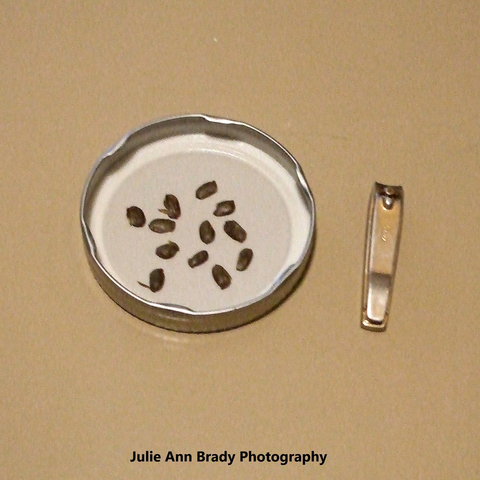 Julie Ann Brady Blog On Pink Powder Puff Calliandra surinamensis