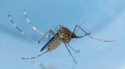 mosquito control