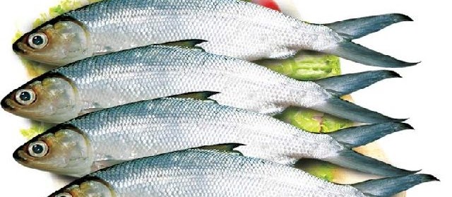 Gambar Ikan Bandeng Air Tawar, Payau, dan Air Laut
