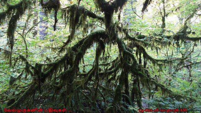 Trail of Ten Falls in Silver Falls State Park 