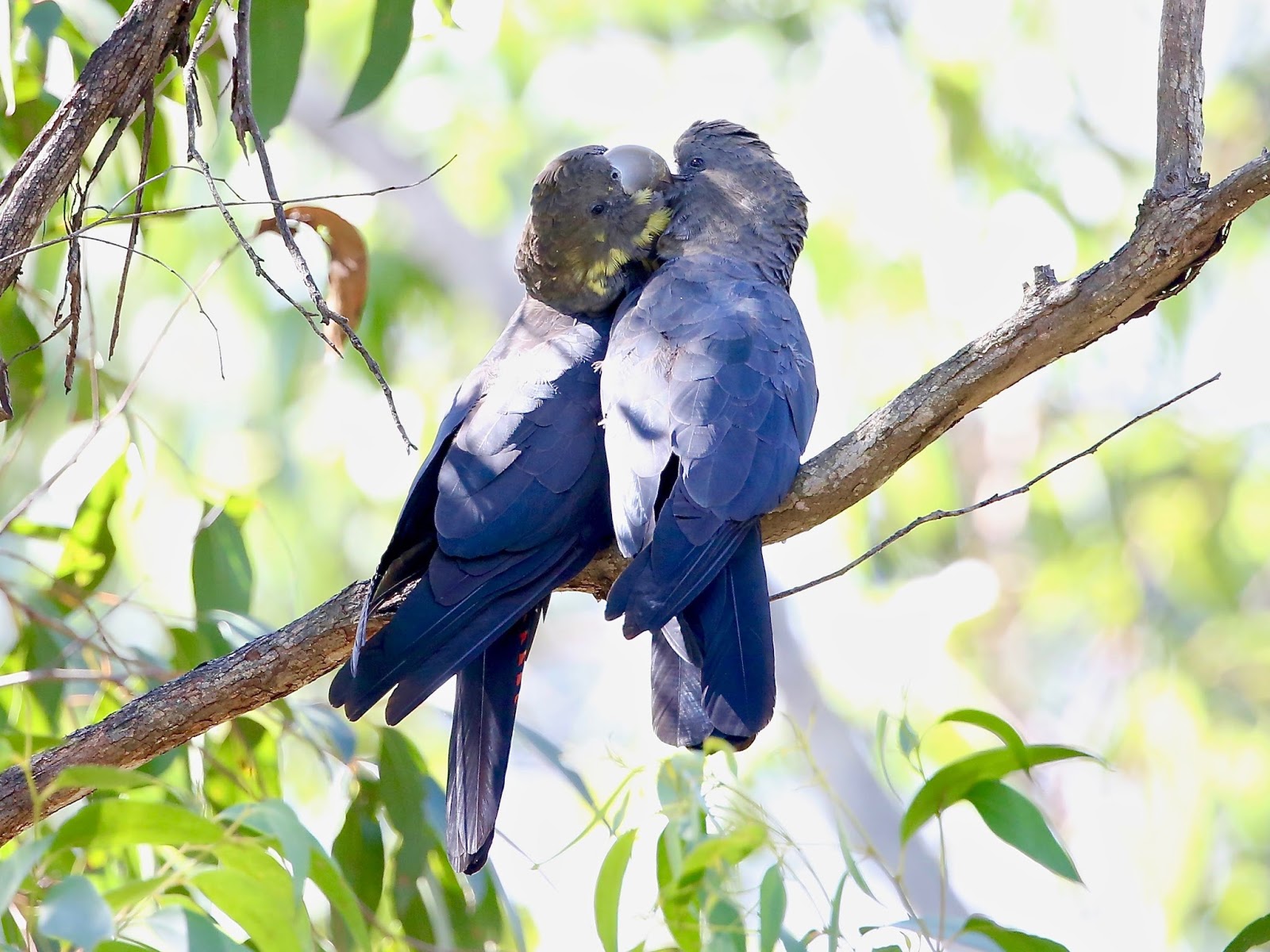 Avithera Glossy BlackCockatoo
