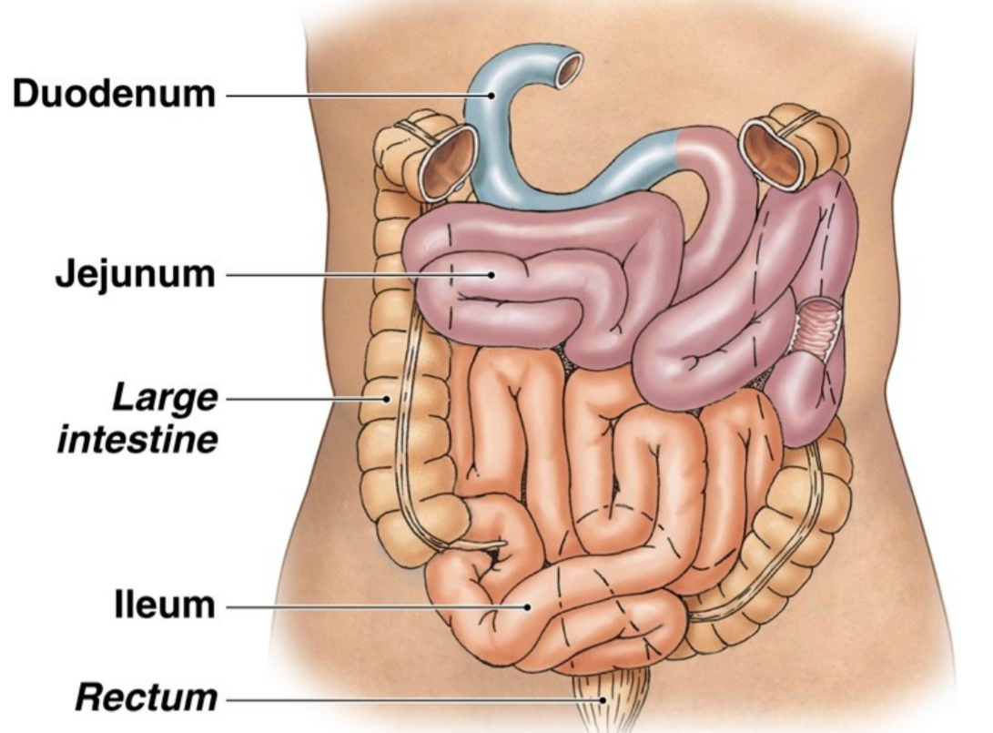 Последовательность кишечника человека. Тонкий и толстый кишечник анатомия. Тонкий кишечник анатомия топография. Анатомия кишечника атлас.