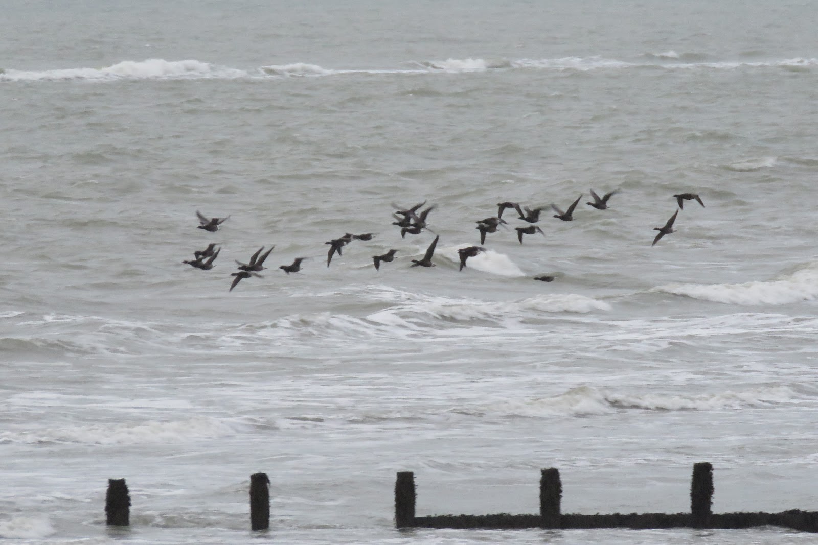 Birding The Selsey Peninsula 17th 19th December 2019