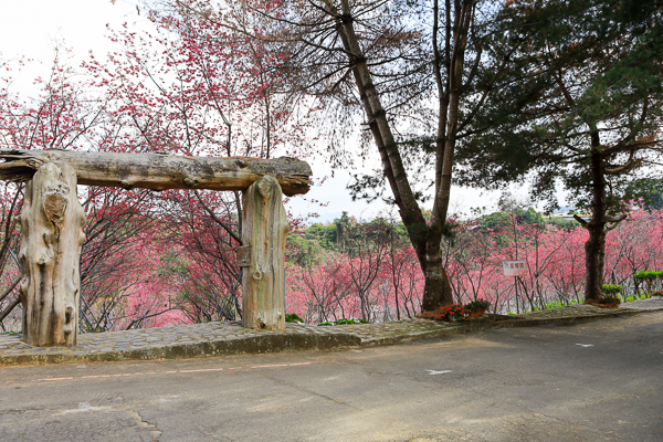 櫻花鳥森林上千棵櫻花結合蜀葵花、小火車、露營、美食、鸚鵡放飛秀