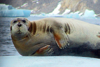 Los Animales De Todo El Mundo Y El Ecosistema POLOS Y ZONAS FRIAS los-animales-de-todo-el-mundo-y-el-ecosistema-polos-y-zonas-frias