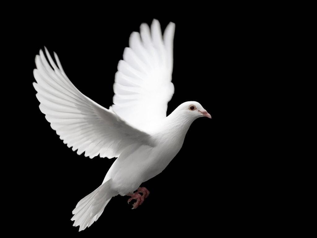 birds wallpapers beautiful dove wallpapers free in hd hd pics of pigeon birds wallpapers natural birds wallpapers animated free