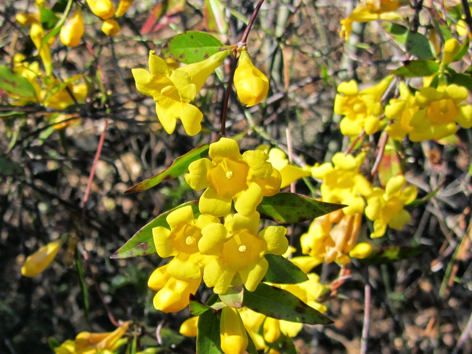Using Native Plants What Is That Yellow Blooming Tree?