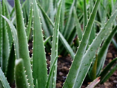 3/5 Aloe vera | Best Home Remedies For Flawless Skin