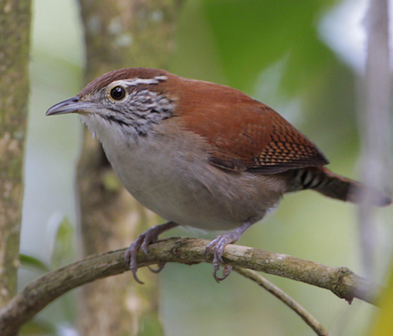 Rufous And White Wren Burung Kecil Bersuara Besar Kicau Maniaku