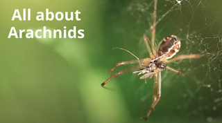 all about arachnids