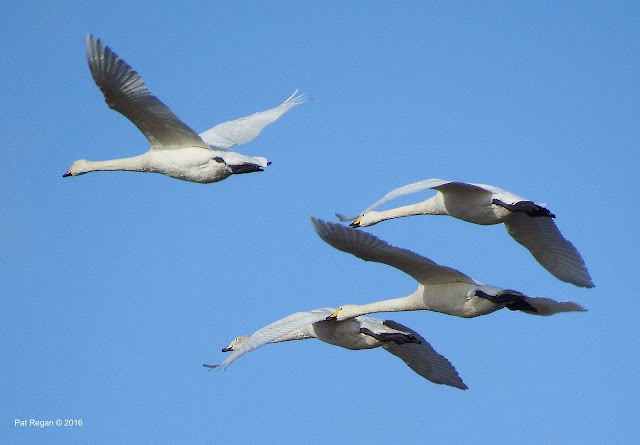 whoopers%2B %2BClose%2Bup