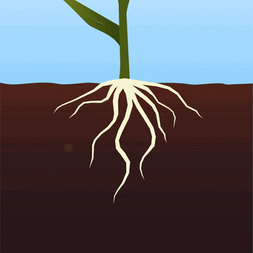 Plant Transport Xylem And Phloem Transpiration 3d Ani vrogue.co