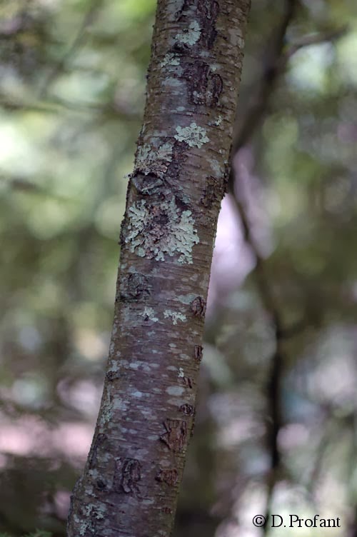 Field Biology in Southeastern Ohio Birch Family