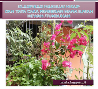 Klasifikasi Makhluk Hidup dan Tata Cara Pemberian Nama Ilmiah Hewan/Tumbuhan Klasifikasi Makhluk Hidup dan Tata Cara Pemberian Nama Ilmiah Hewan/Tumbuhan